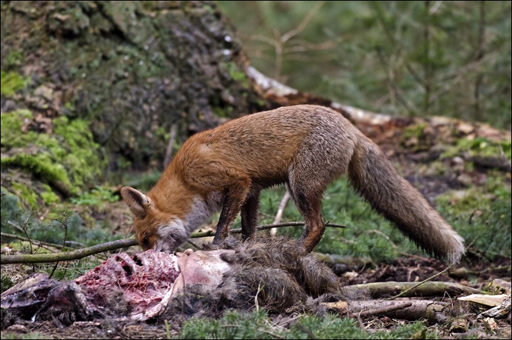 Der „Müllmann“ der Natur…..