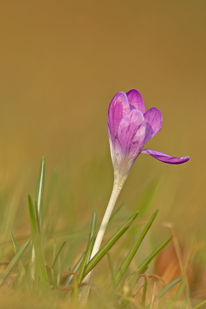 Krokus