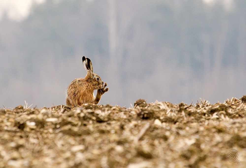 freundlicher Hase