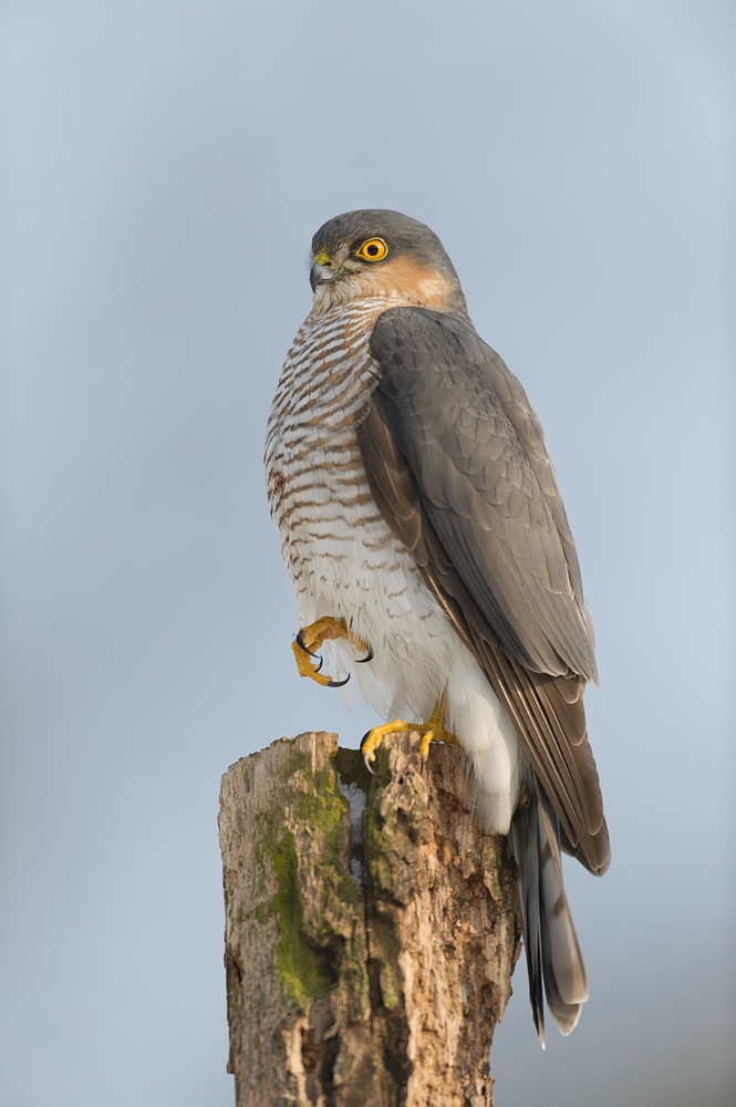 Sperber (Accipiter nisus)