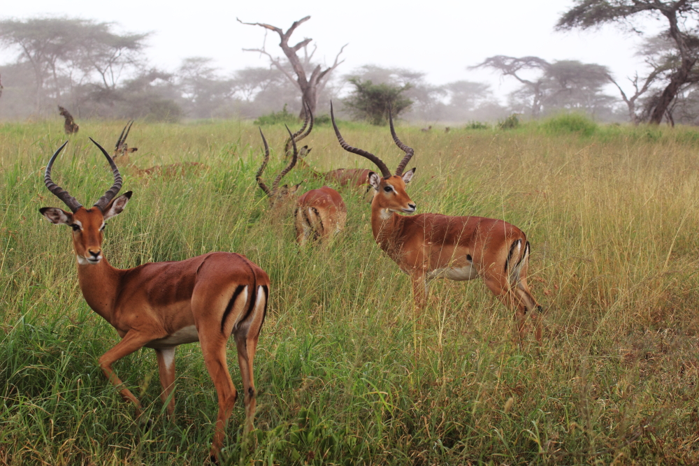 Impalas