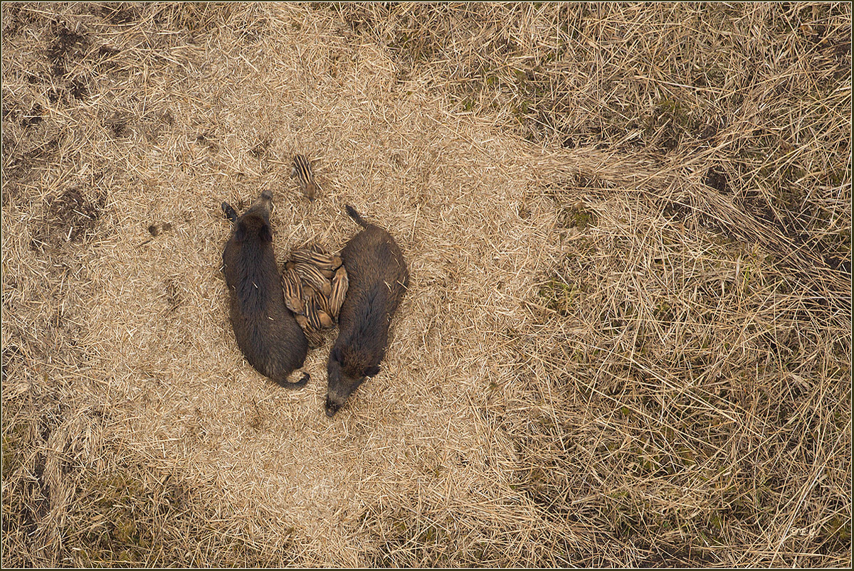 „Schweine-Nest“