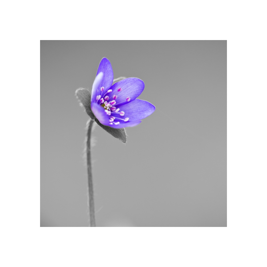 Color-Key