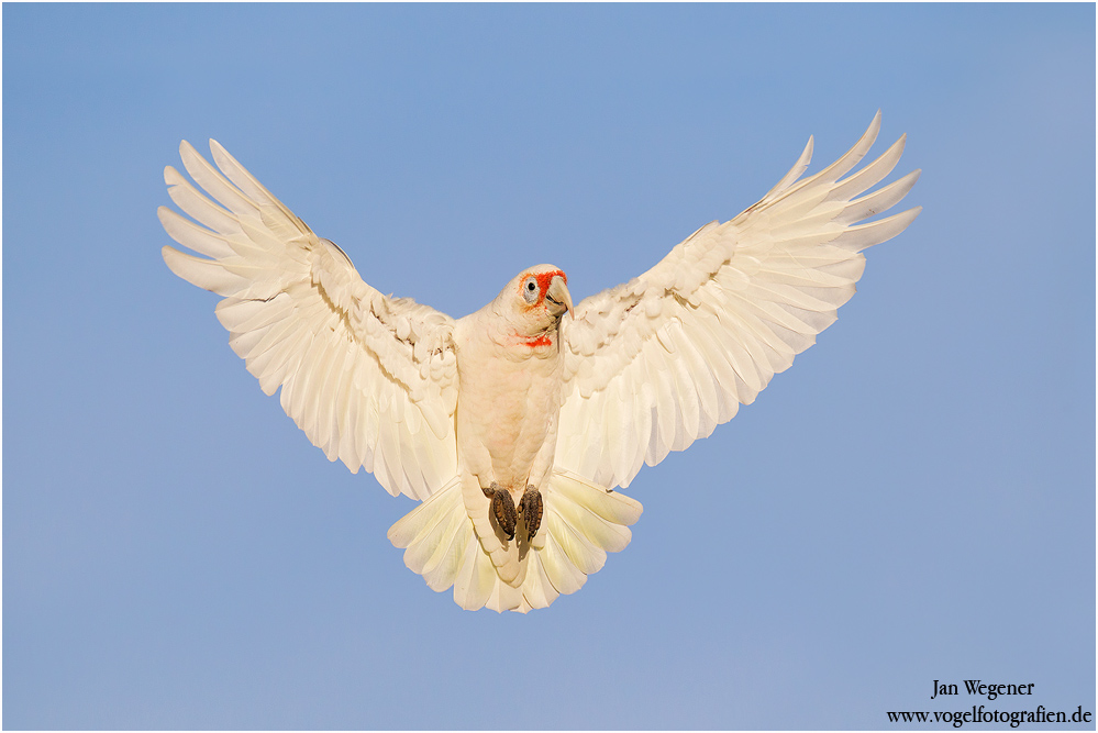 Nasenkakadu (Cacatua tenuirostris) Long-billed Corella