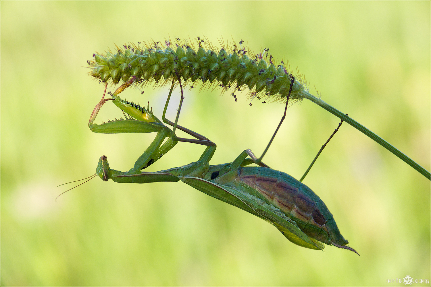 Gottesanbeterin - Mantis religiosa