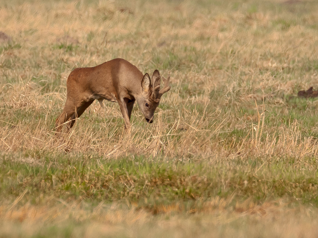 "1 Stück Rehwild", eindeutig männl. noch im Bast...