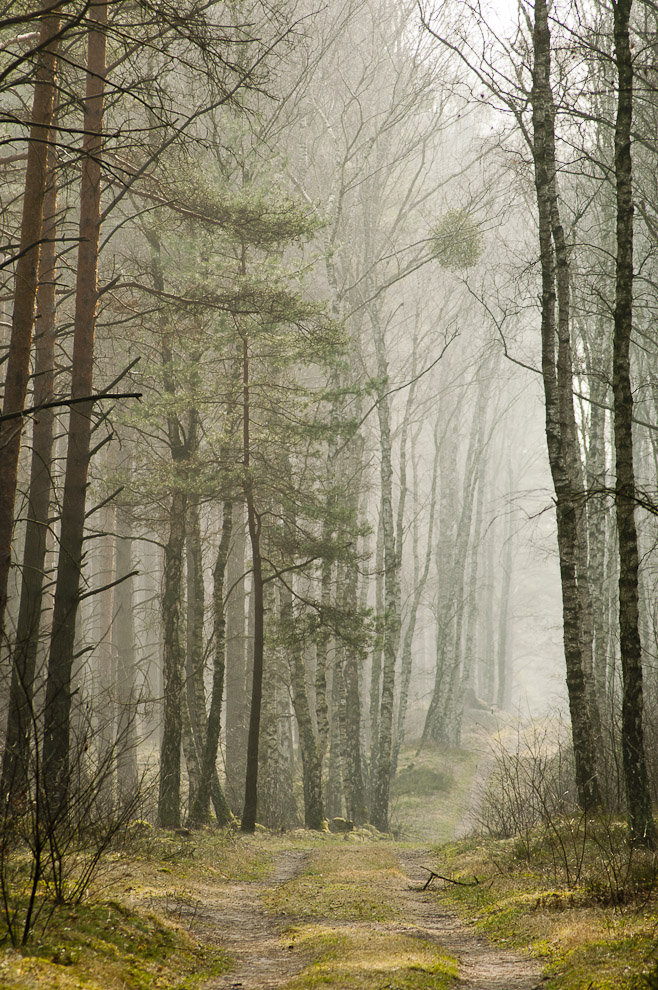 Der Briesewald