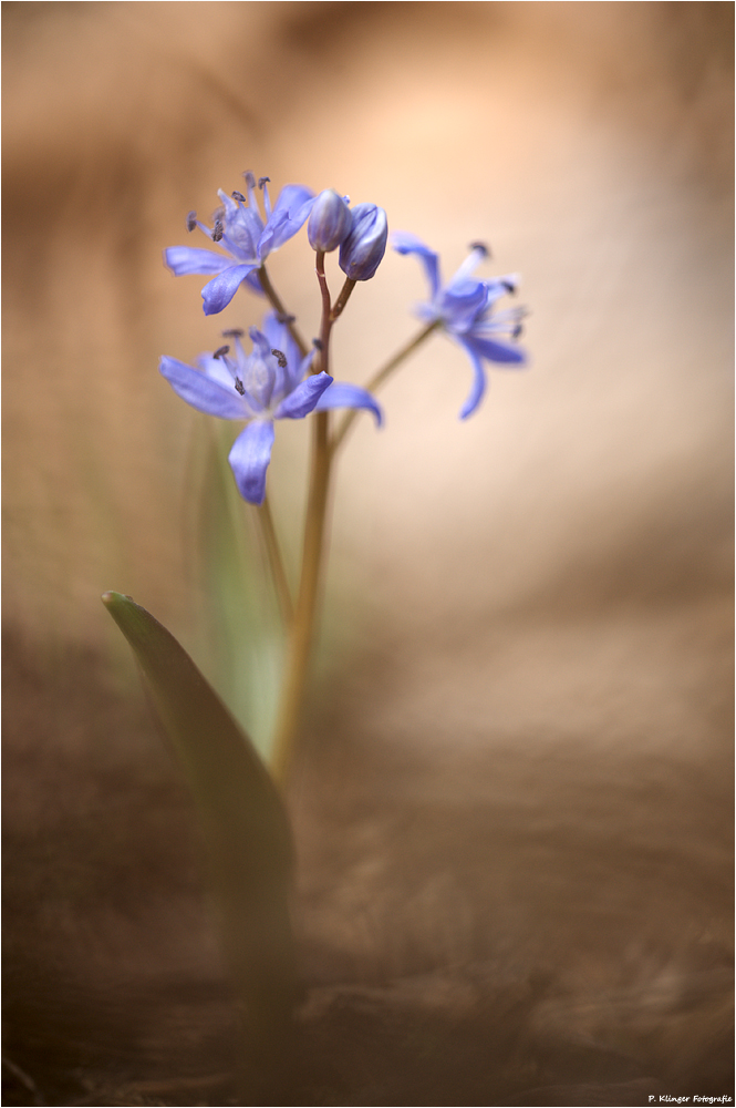 Scilla bifolia