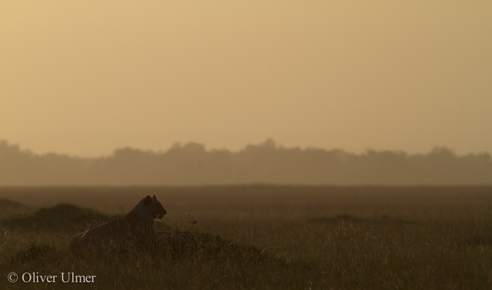 Morgenstimmung in der Mara