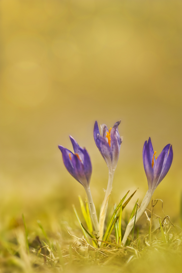 Krokus im Licht