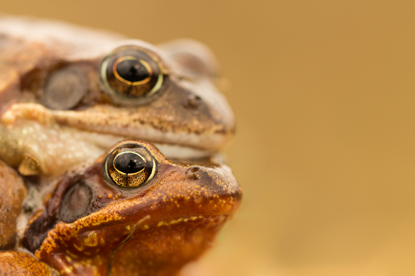 Grasfrosch (Rana temporaria)