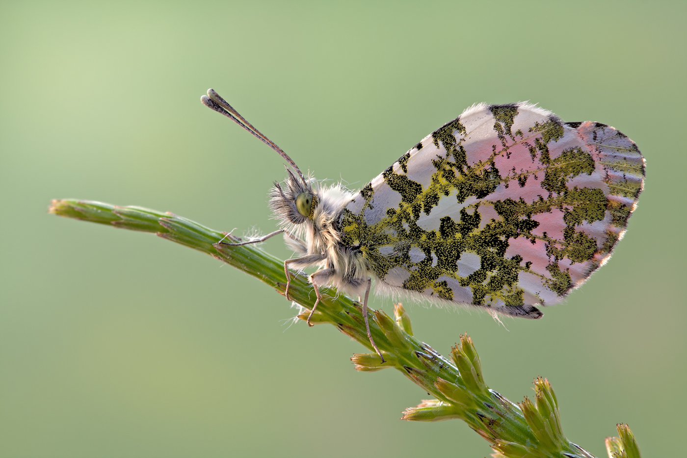 Aurorafalter Anthocharis cardamines