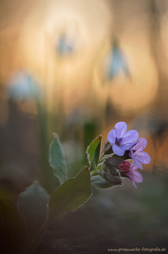 Frisch aus dem Auwald
