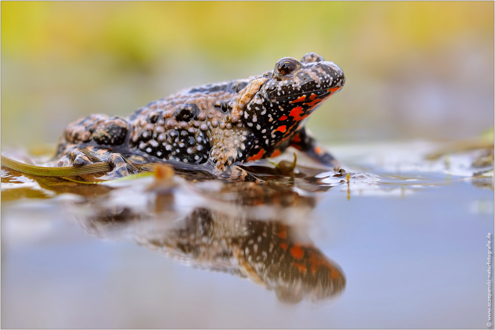 ~ Bombina bombina ~ (Forum für Naturfotografen)