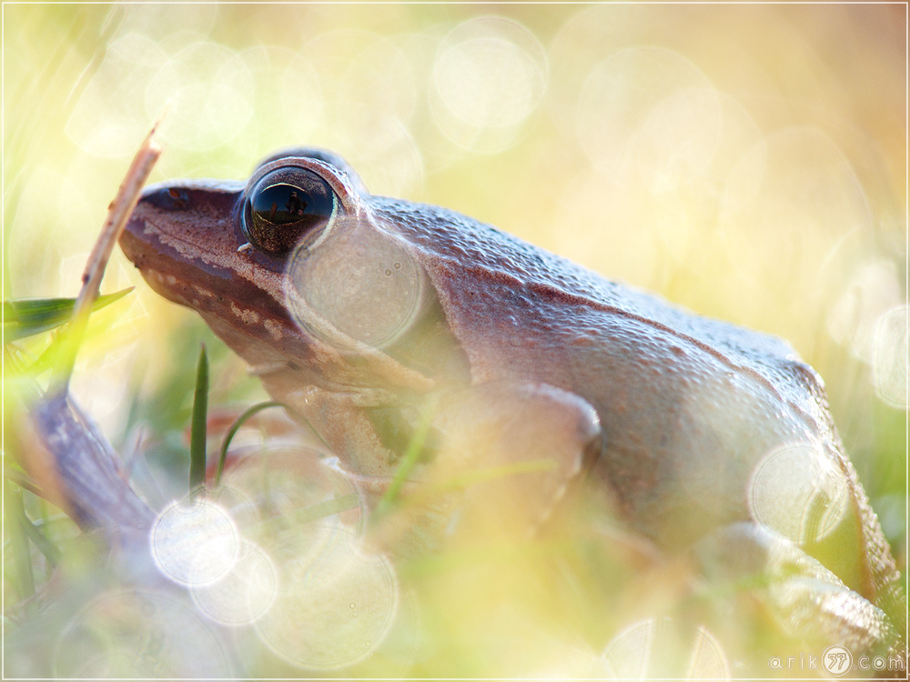 Springfrosch - Rana dalmatina