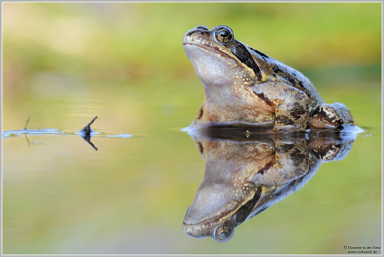 Grasfrosch (Rana temporaria)