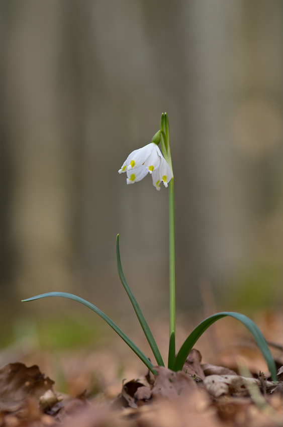 Märzenbecher