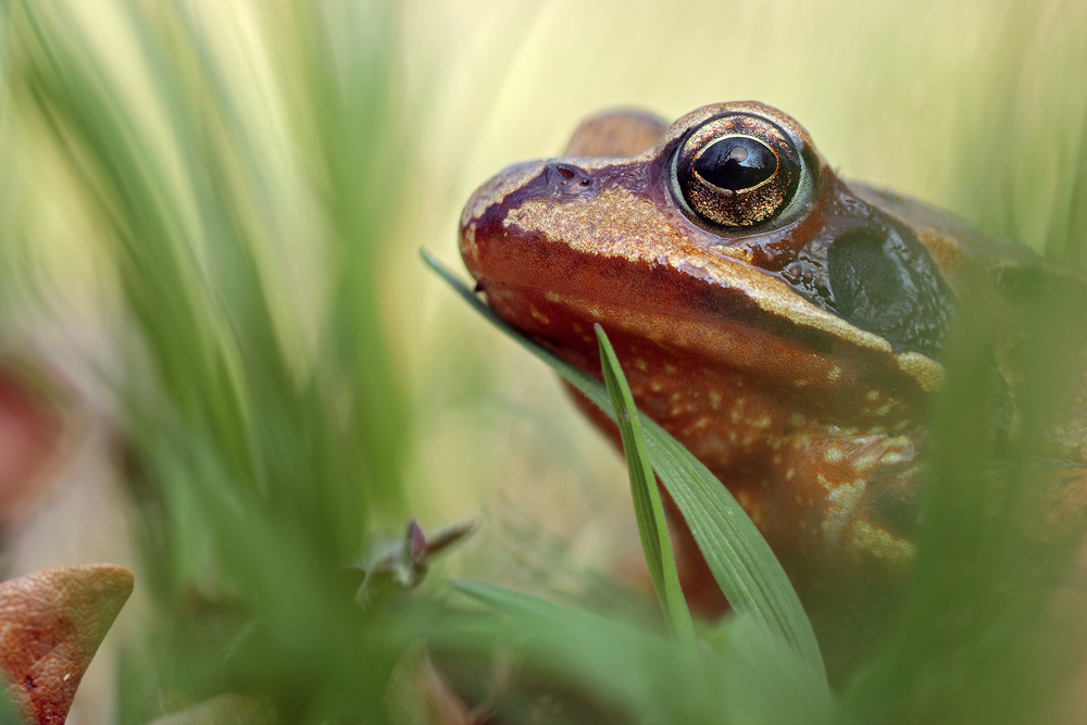 Gras-Frosch