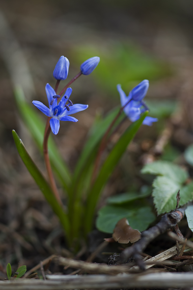 Blaustern