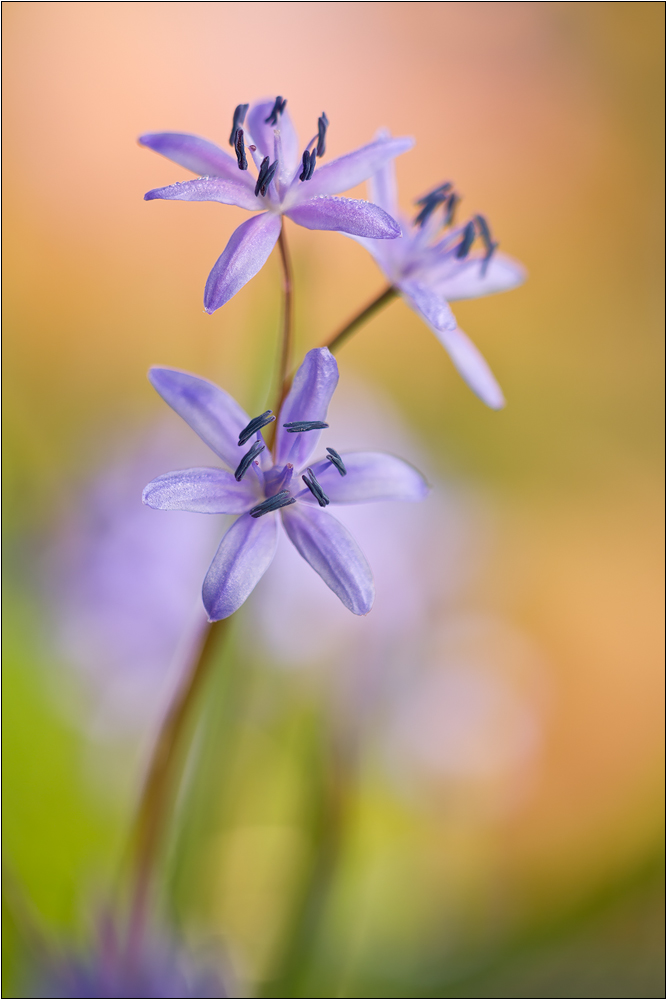 Scilla