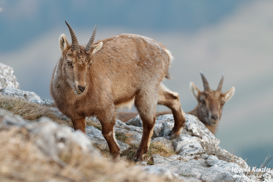 Das Steinwild…