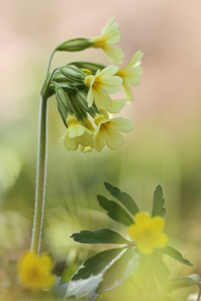 Frühling ist...