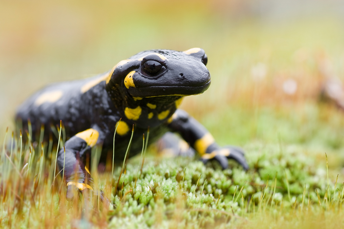 Feuersalamander