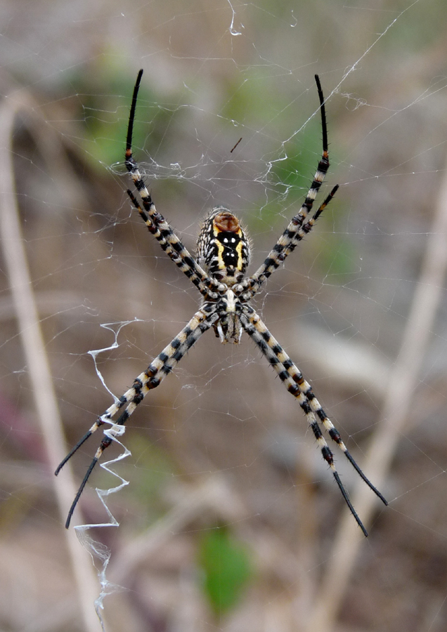 Argyope trifasciata ventral ex tenerife