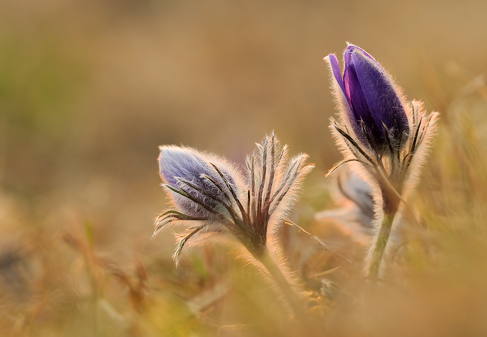 Kuhschelle ... der Frühling hat begonnen ...