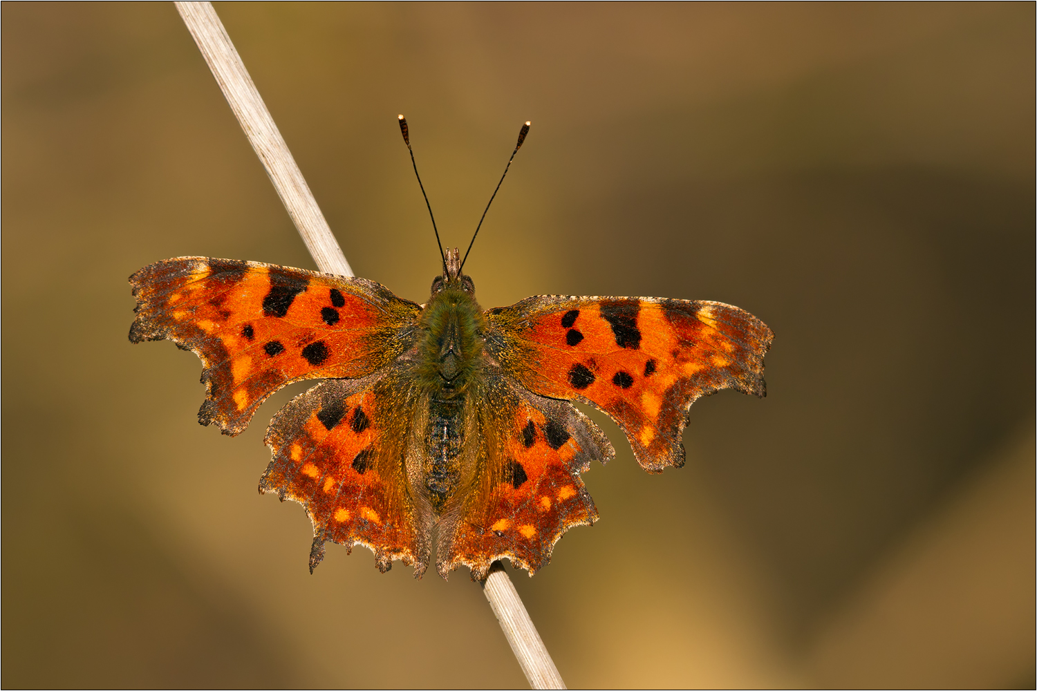 Polygonia c-album