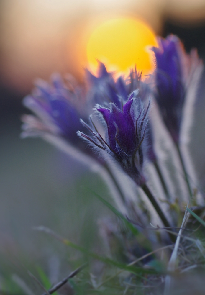 Schellen im Abendlicht