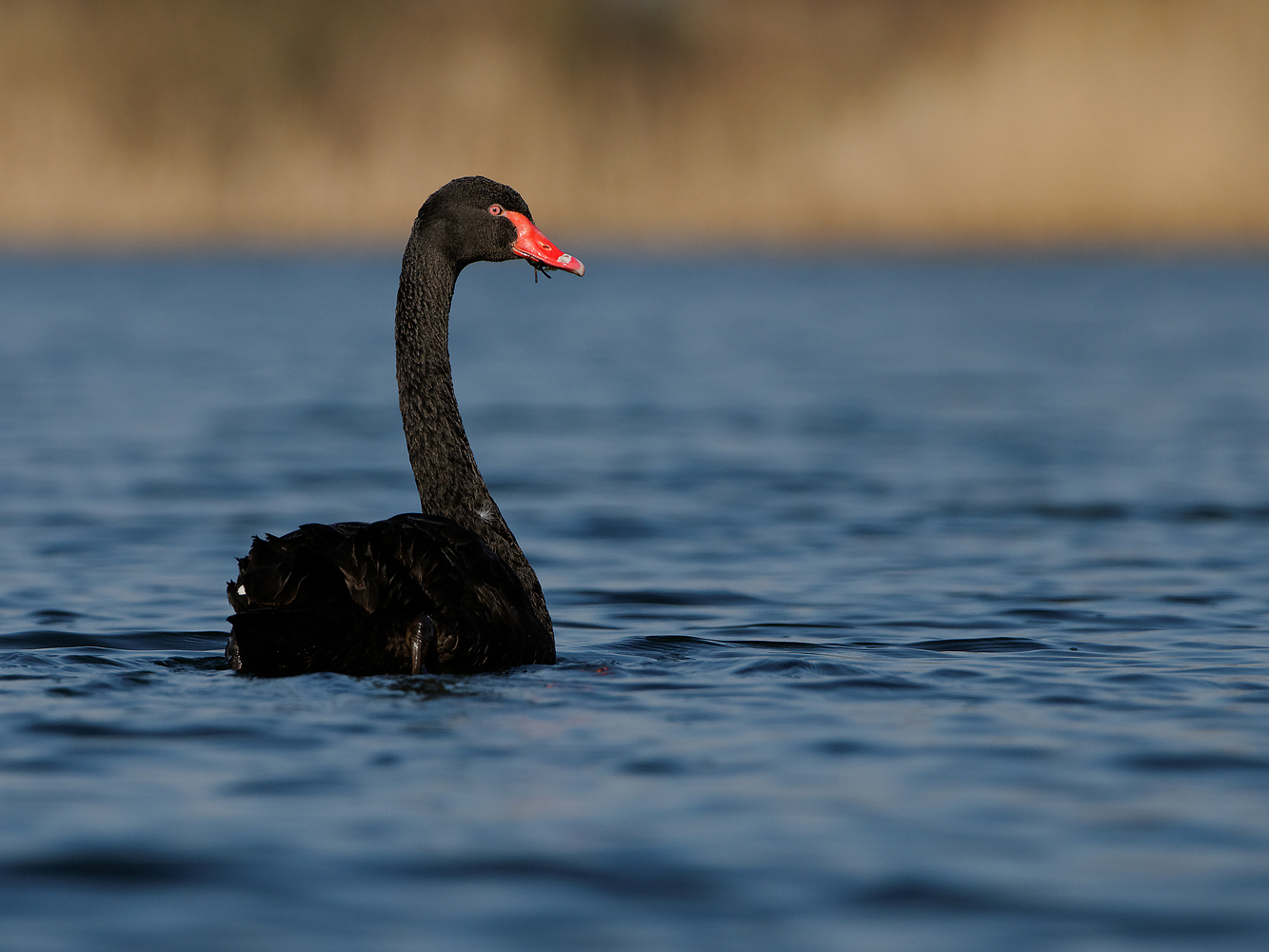 Trauerschwan (Cygnus atratus)