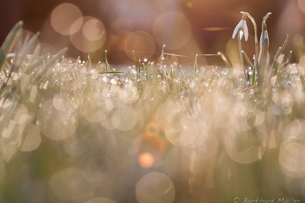 Glöckchen im Bokeh