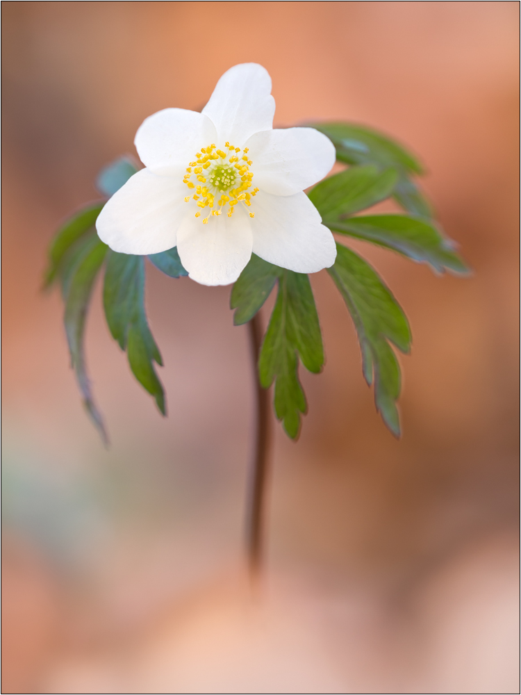 Buschwindröschen (Anemone nemorosa)