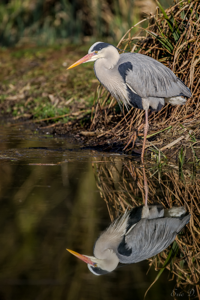 Spiegelreiher