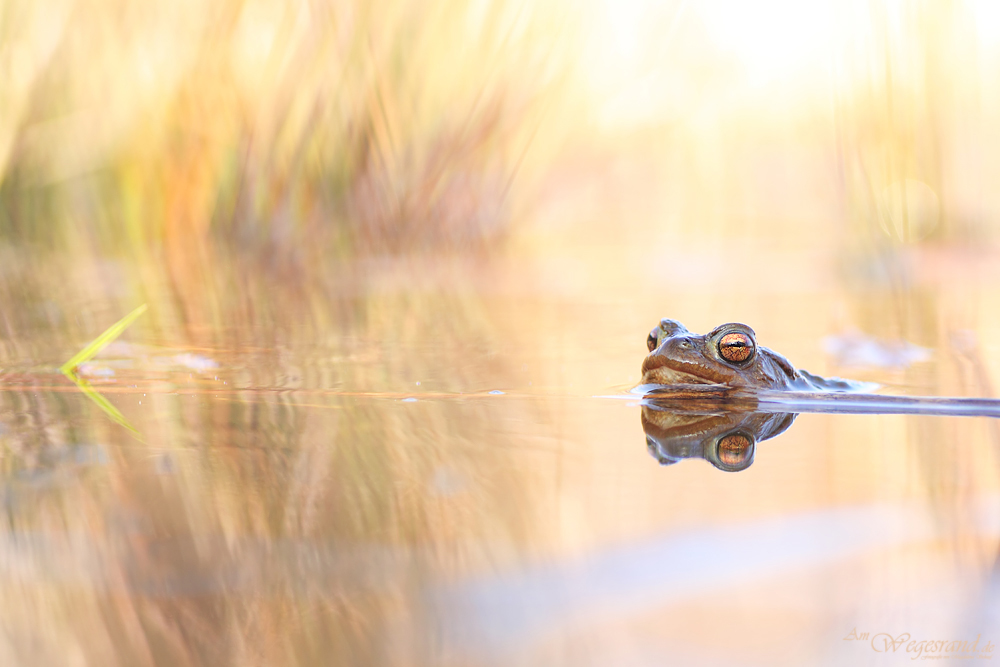 Bufo im Morgenbad