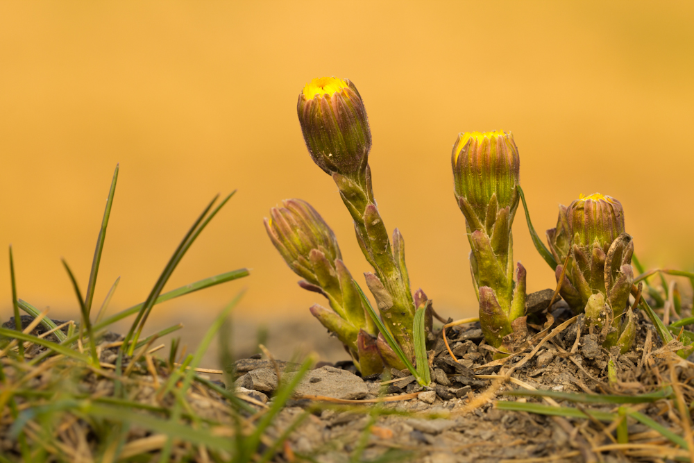 Huflattich (Tussilago farfara)