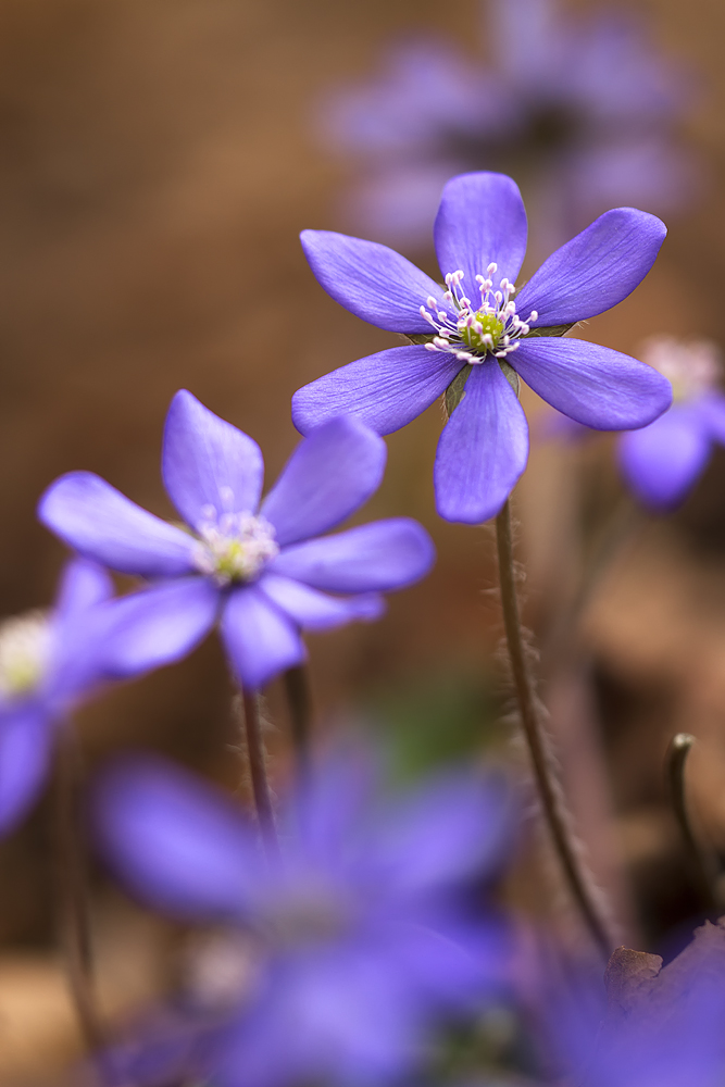 Blumen In Der Nähe Jetzt Geöffnet Leberblümchen (Forum für Naturfotografen)