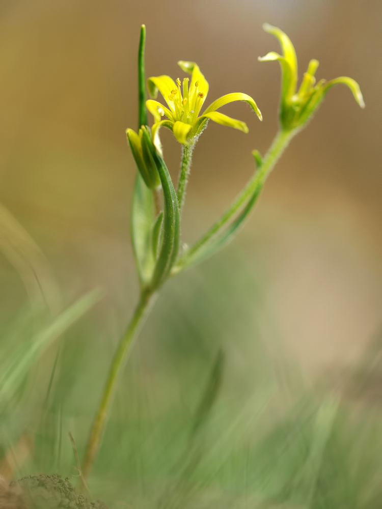 Wald Goldstern