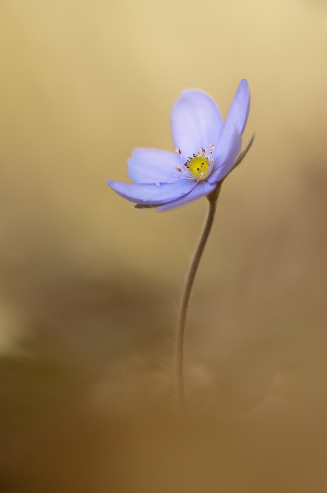 Leberblümchen (Anemone hepatica)