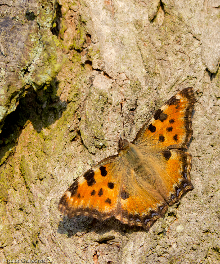 Nymphalis polychloros