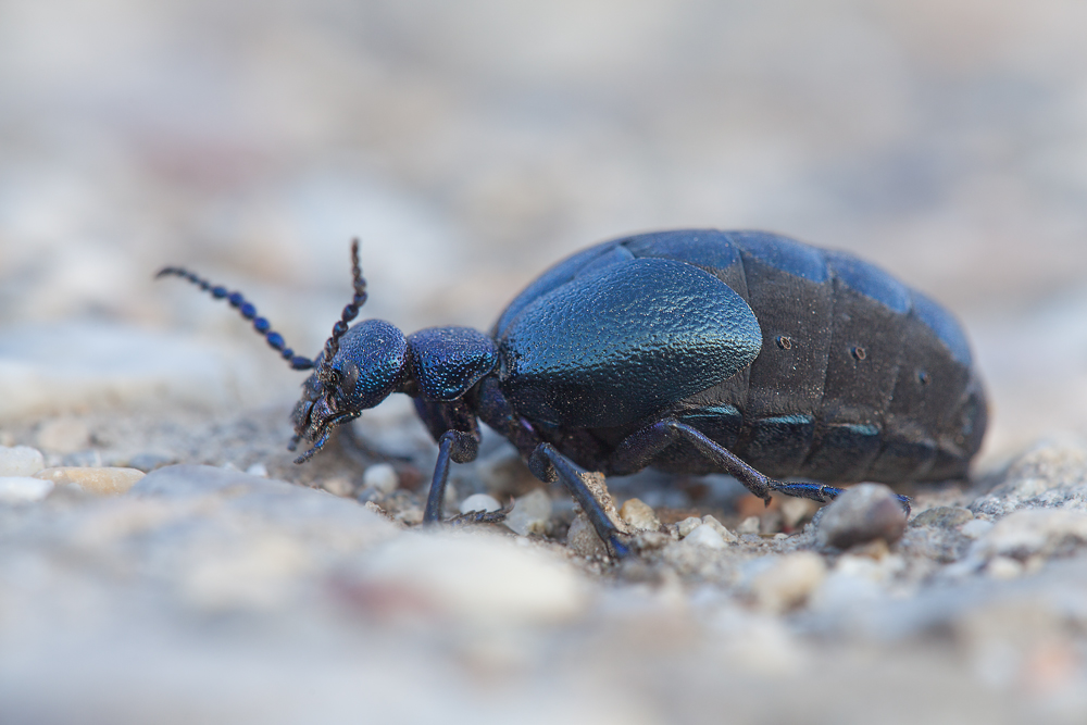 (Schwarzblauer) Ölkäfer