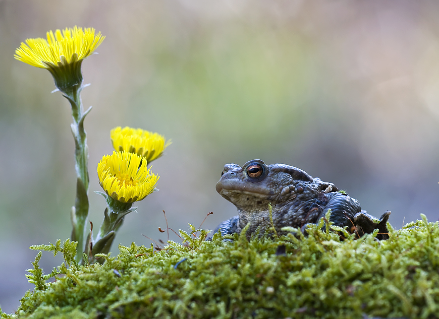 "Bufo bufo"