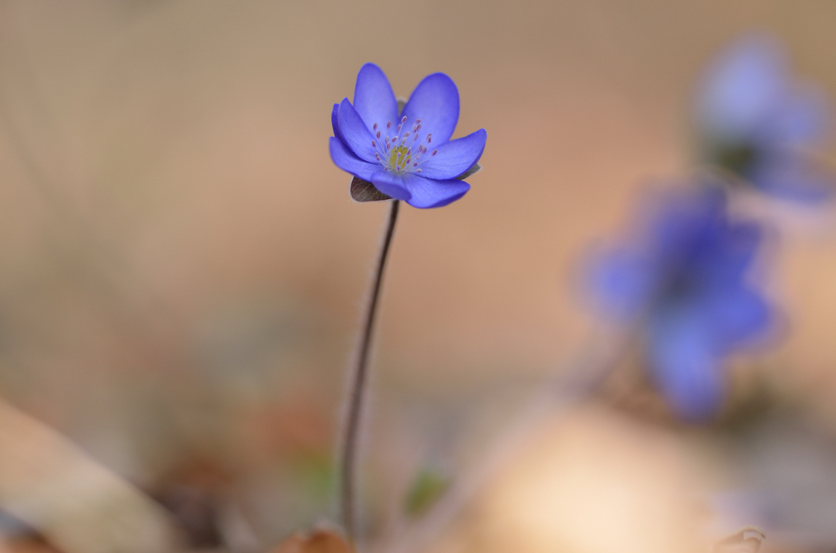 Leberblümchen