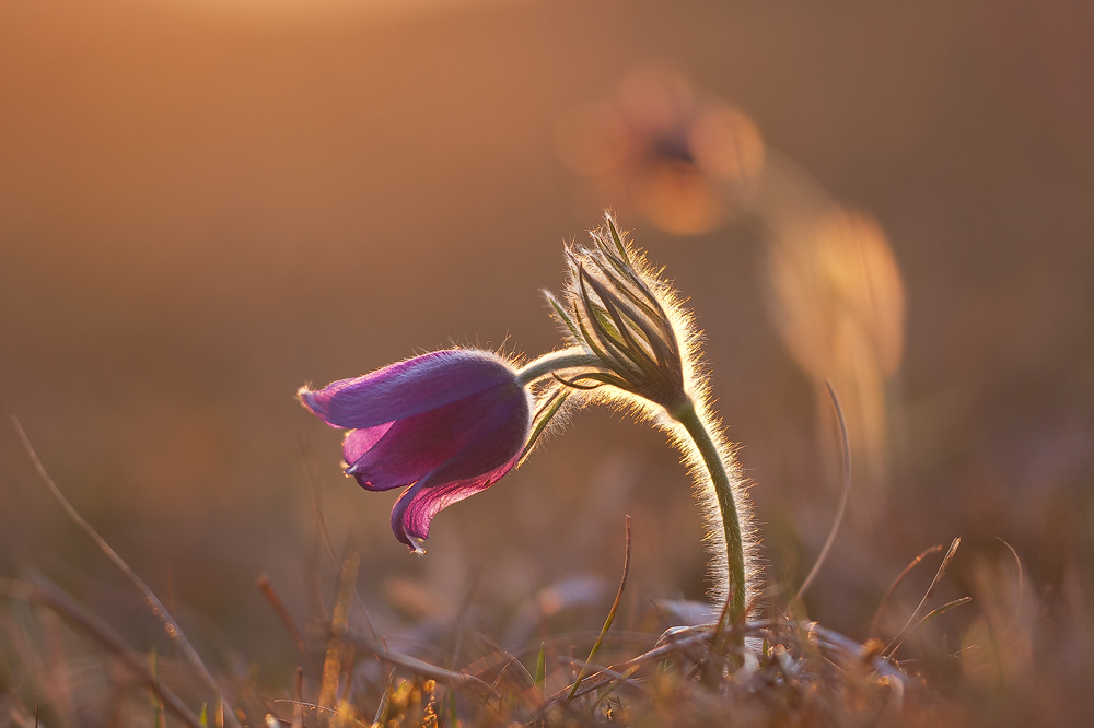 Pulsatilla vulgaris