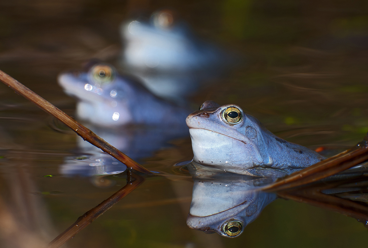 Blau, blau , blau - sind alle meine Frösche...