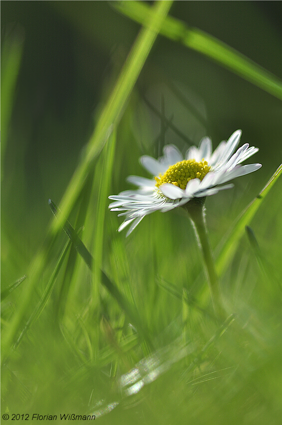 "Gänseblümchen"