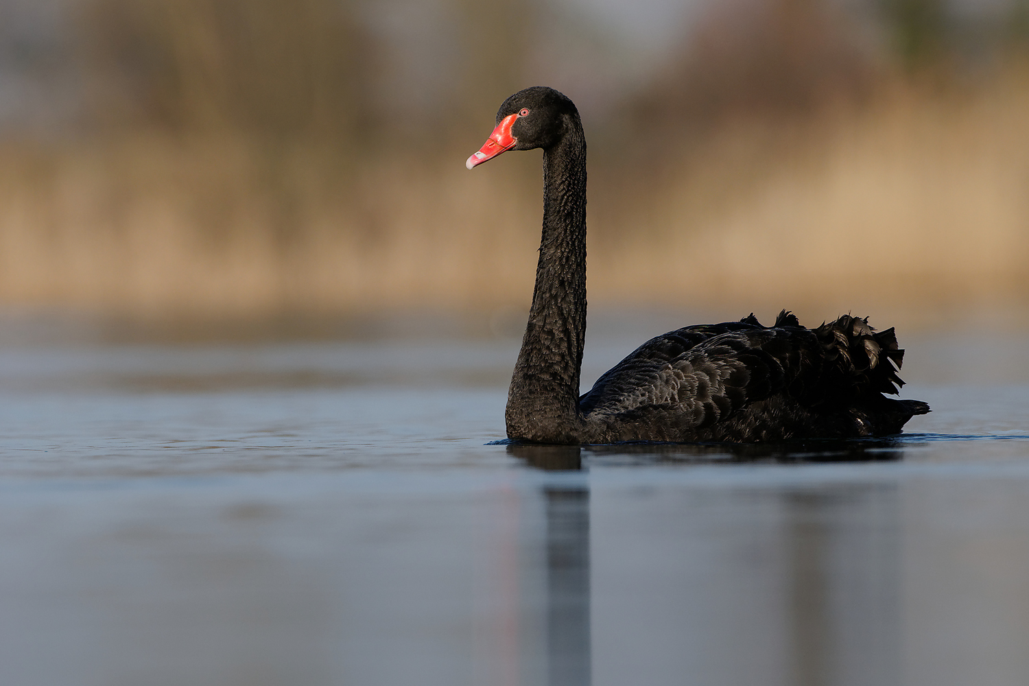 Trauerschwan (Cygnus atratus)