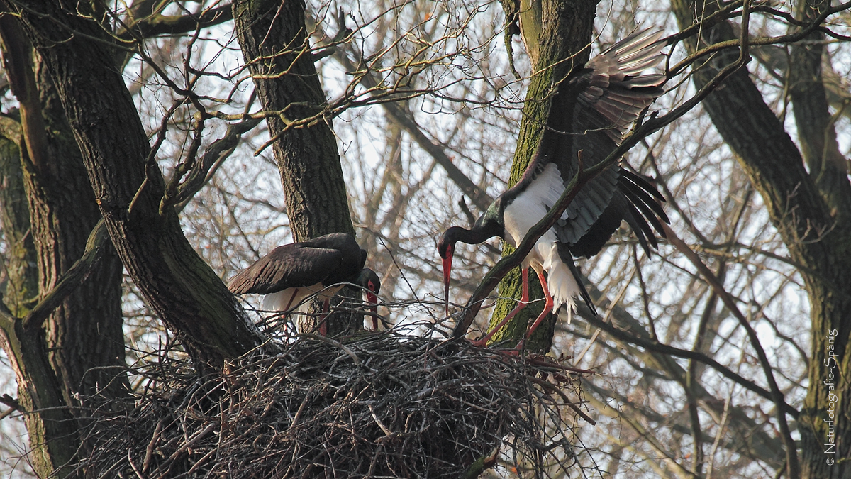 Waldstorch (Ciconia nigra)