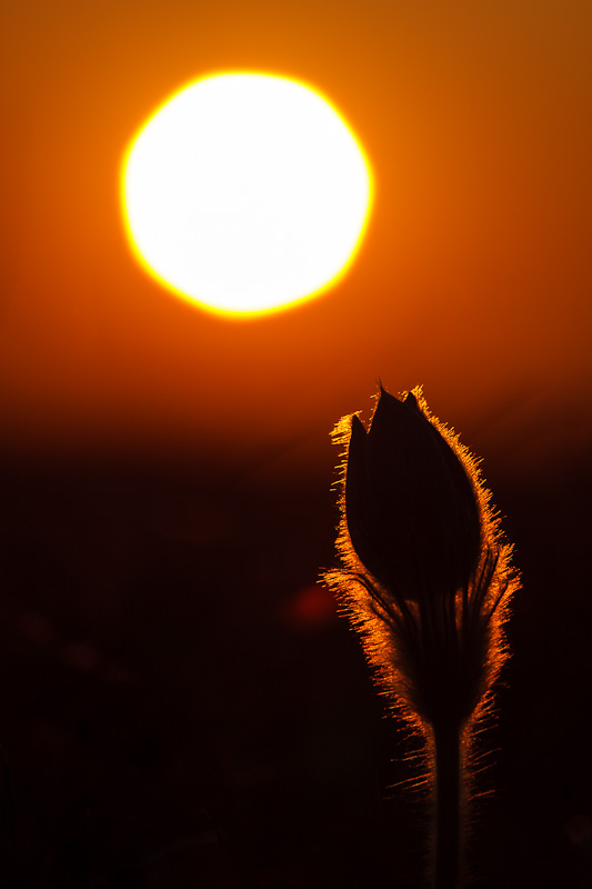 Finger-Kuhschelle (Pulsatilla patens)